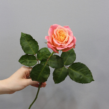 Роза Мисс Пигги 60 см