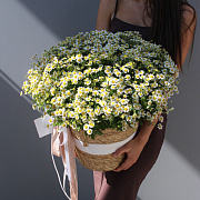 Ромашки микс в корзине