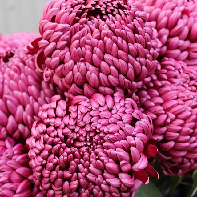 Цветы на праздник: шляпная коробка с хризантемой 