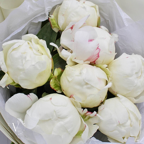 Букеты пионов: Букет из 7 белых пионов