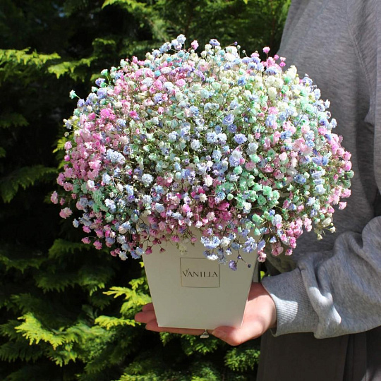Радужная гипсофила в коробке трапеции - изображение 2