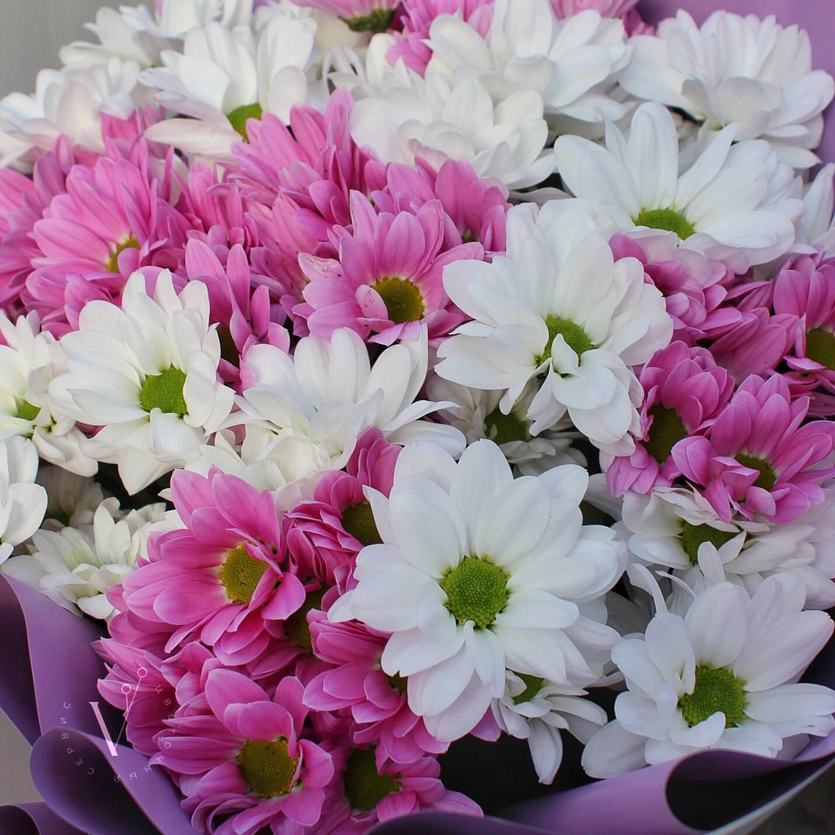 9 веток ромашковой хризантемы