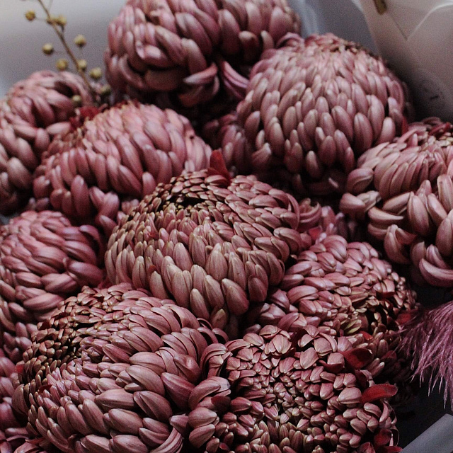 Букеты из хризантем: Букет из 25 шоколадных хризантем Бигуди