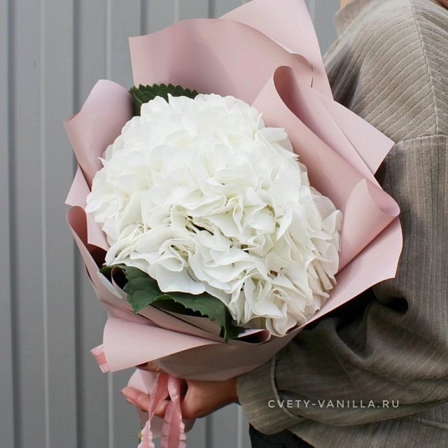Белая гортензия - изображение 2