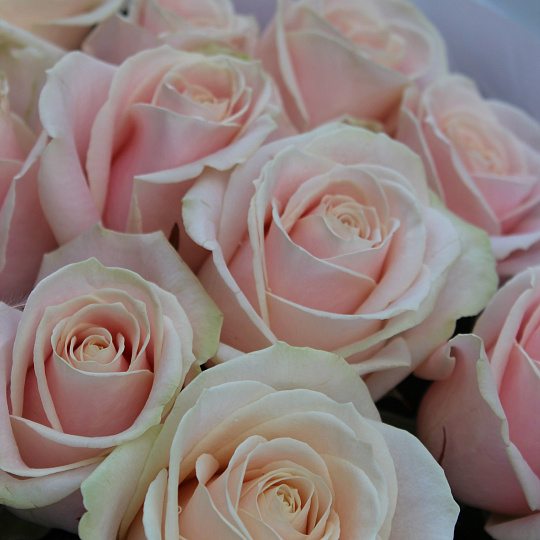 Цветы на 14 февраля: Букет из 15 нежных роз 50 см