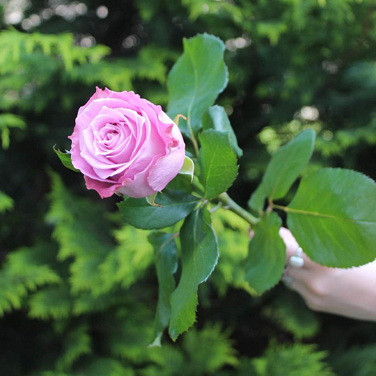 Роза Maritim 60 см - изображение 2