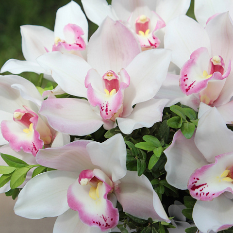 Настольные композиции из цветов: цилиндр с нежной орхидеей