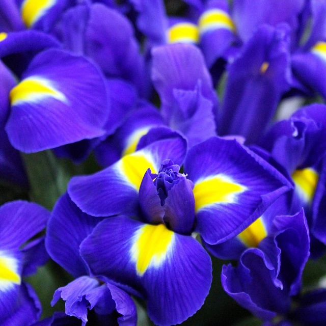 Цветы: Ирисы в цилиндре