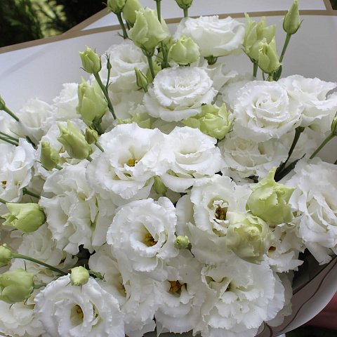 Недорогие букеты: Букет из белой кружевной эустомы