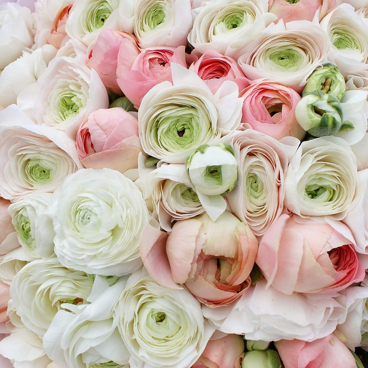 Букет из ранункулюсов "Love"