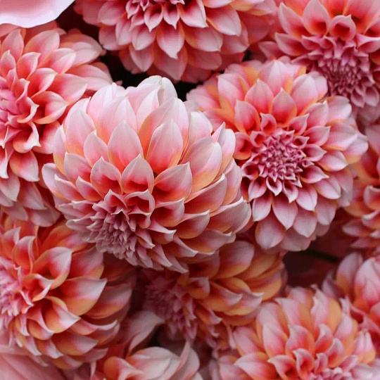 Букет с георгинами "Краски осени"