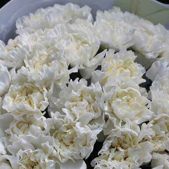 Гвоздики: Букет из белых диантусов