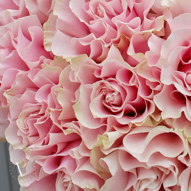 Бизнес букеты: Букет из 25 роз Pink Mondial