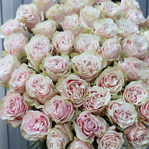 Розовые розы: Букет из 51 розы Пинк Мондиаль 70 см
