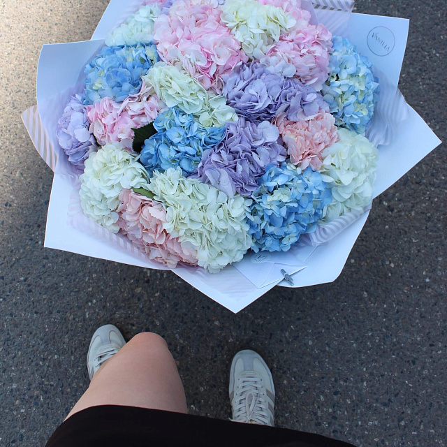 Цветы: Микс из гортензий разноцветных