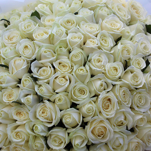 Дорогие букеты : 109 роз Аваланж 70 см в нежном оформлении