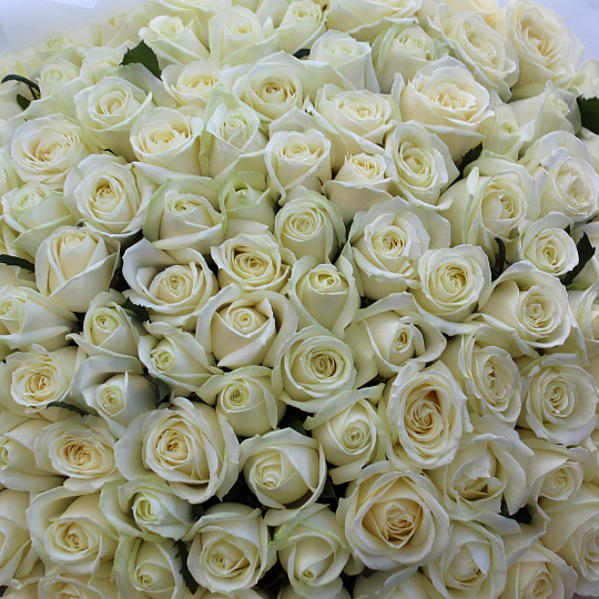 Букеты цветов на 8 марта: 109 роз Аваланж 70 см в нежном оформлении