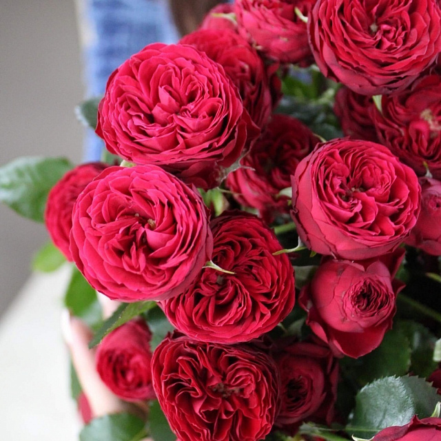 Цветы на праздник: Букет пионовидных роз "Марун"