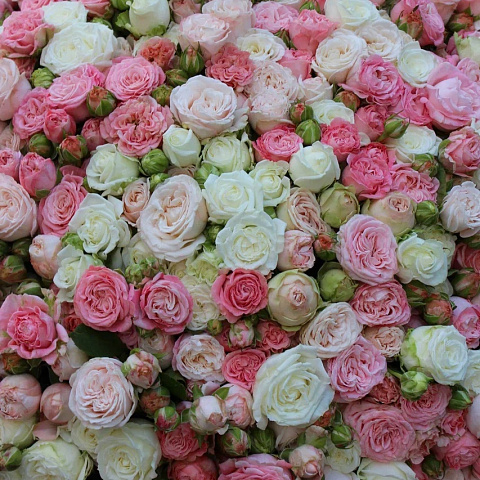 Дорогие букеты : Букет из 101 кустовой розы микс