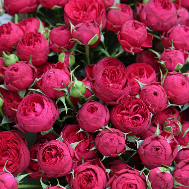Букет из 31 розы "Марун"