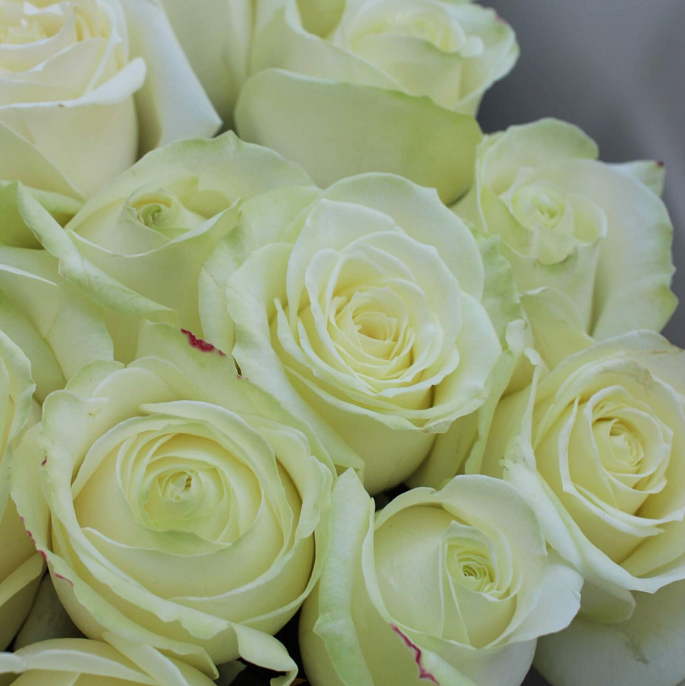 51 роза Аваланж 80 см