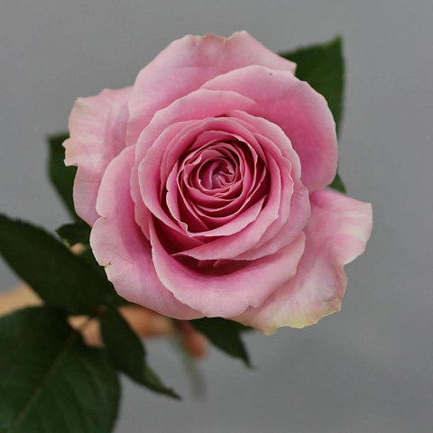 Роза Аваланж Пинк 60 см - изображение 2