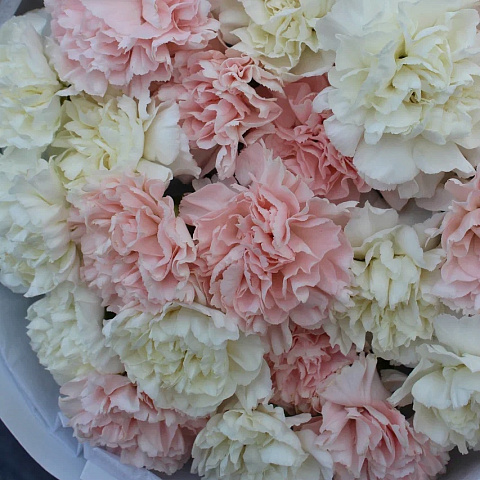 Гвоздики: Букет из нежных диантусов «Пломбир»