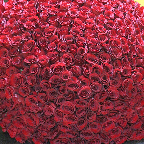 301 роза Эксплорер 80 см