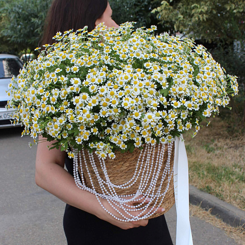 Ромашки микс в корзине - изображение 2
