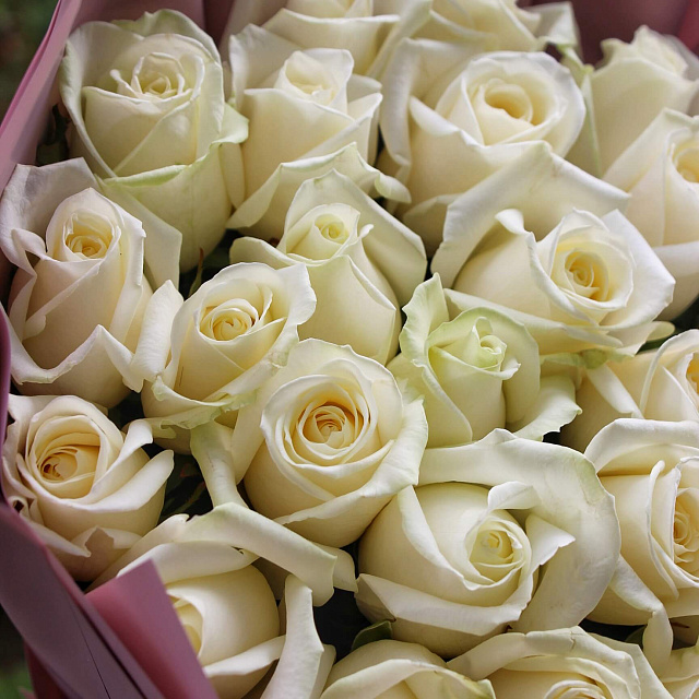 Букеты белых роз: Букет из 25 роз Avalanche