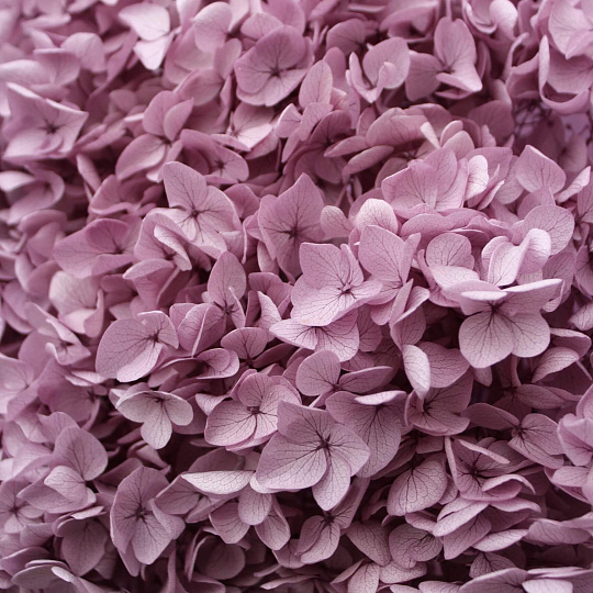 Подарки на 14 февраля: Милый букет из сухоцветов