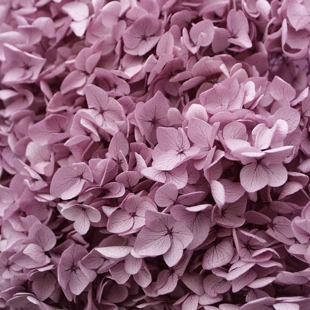 Цветы на праздник: Милый букет из сухоцветов