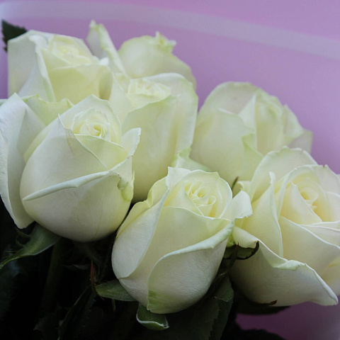Букеты белых роз: Нежный букет из 7 роз Аваланж 60 см
