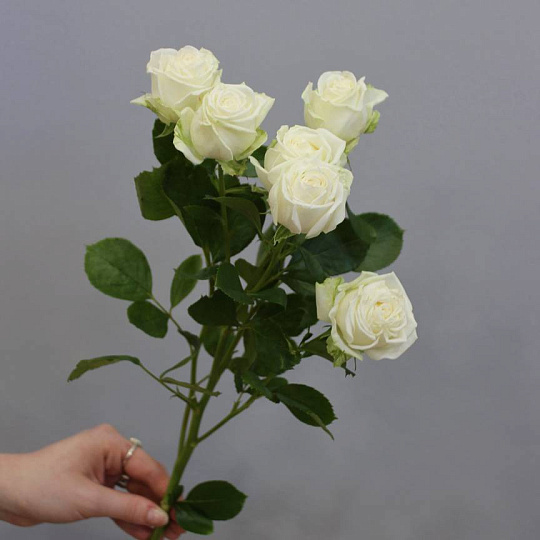 Розы поштучно: Роза Мисс Бомбастик (Miss Bombastic) 1 шт