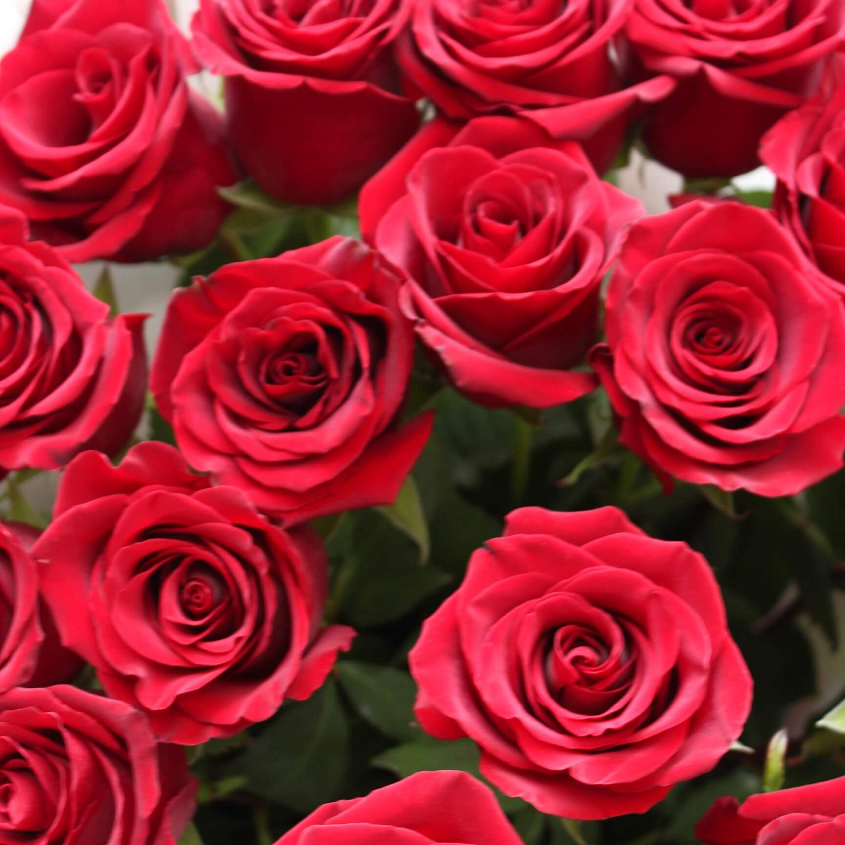 Букет из 17 роз Explorer 80 см