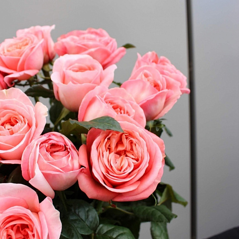 Розы поштучно: Розовая роза Лондон Ай 60 см шт.