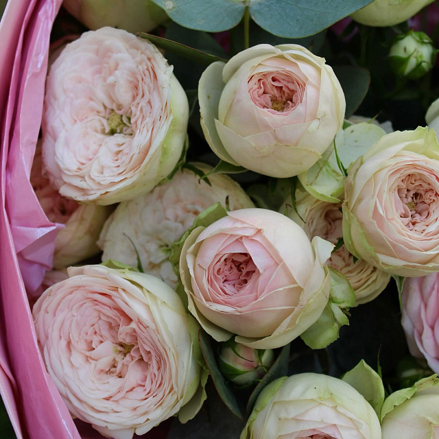 Букеты из 9 роз: Пионовидные розы Менсфилд Парк в оформлении 