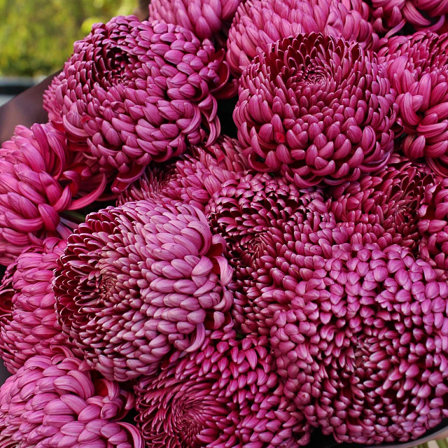 Цветы на праздник: Букет из 19 хризантем Бигуди Перпл