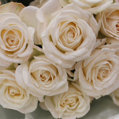 Букет из пионовидной розы «Крем»