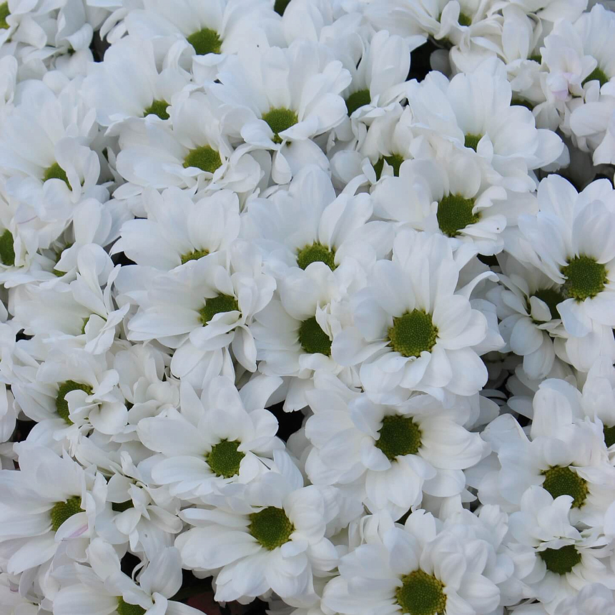 Ромашковый букет