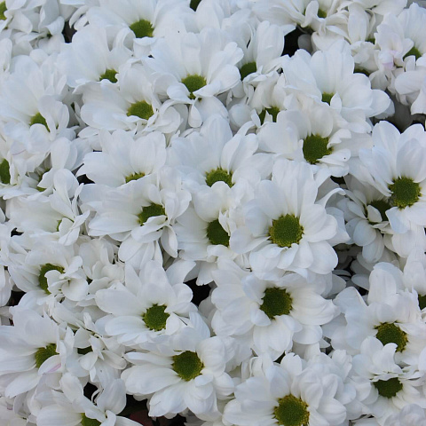 Букеты  девушке : Ромашковый букет