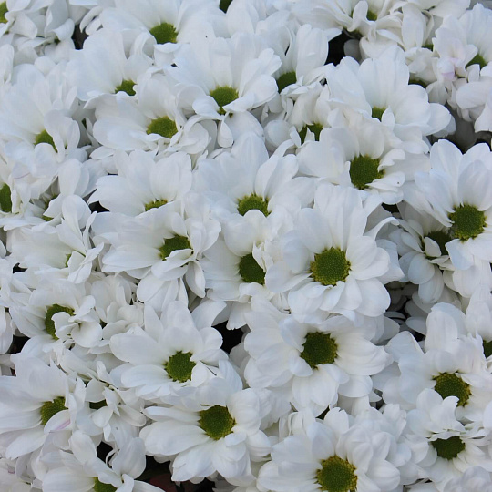 Цветы на 14 февраля: Ромашковый букет