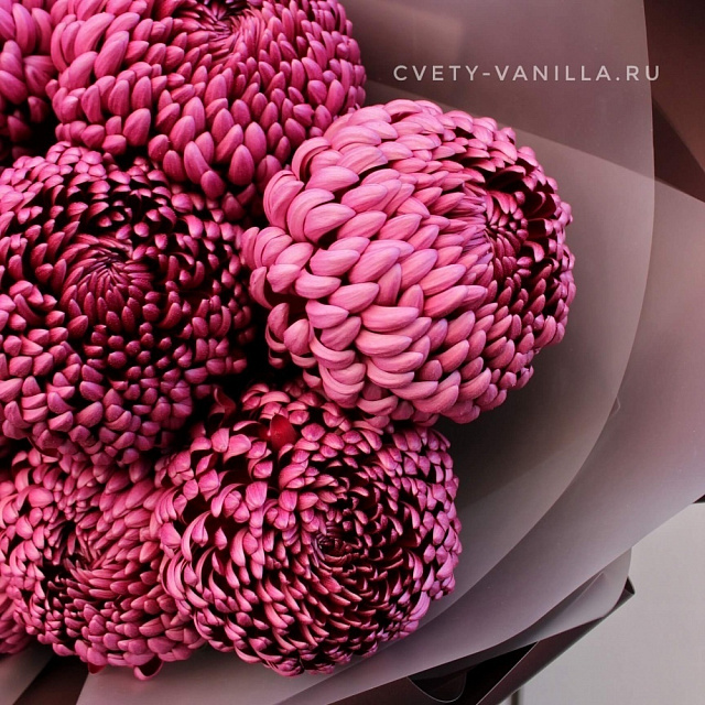 Цветы на праздник: Букет хризантем Бигуди в шоколадной упаковке