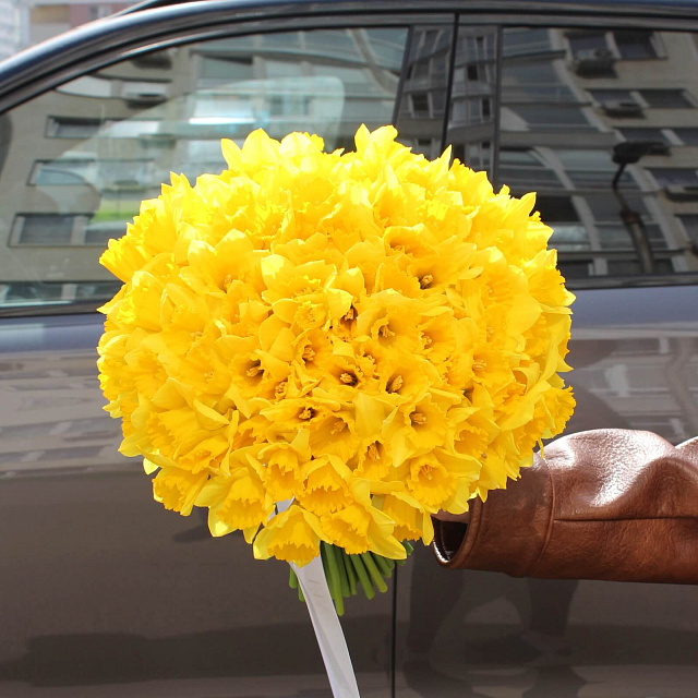 Букет из 101 нарцисса под ленту