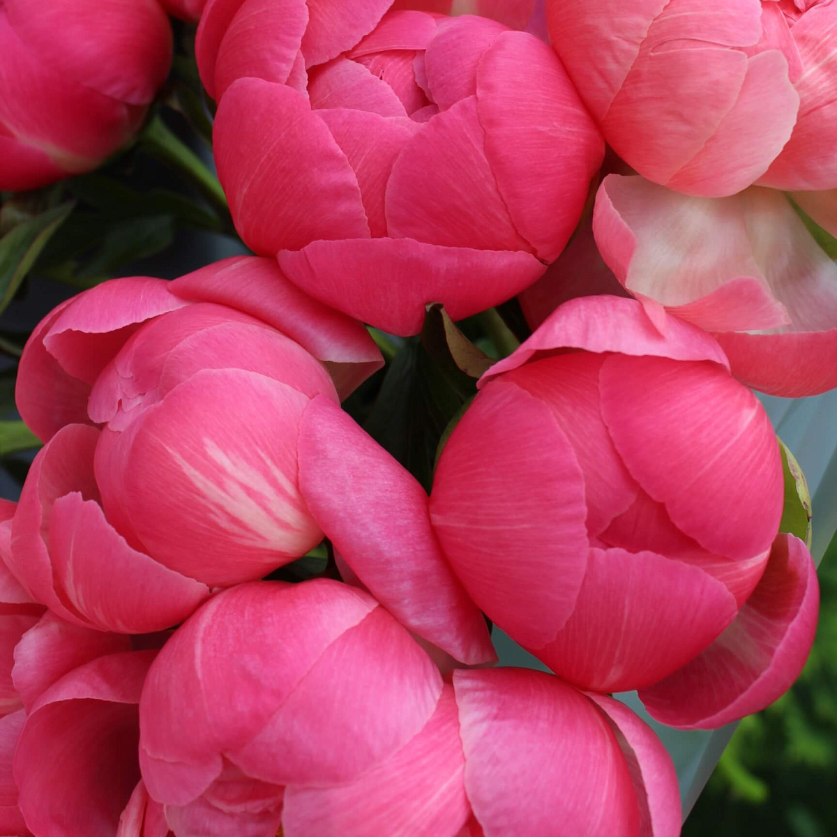 11 пионов Coral Charm