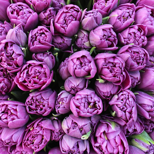 Тюльпаны: Букет из 175 пионовидных тюльпанов