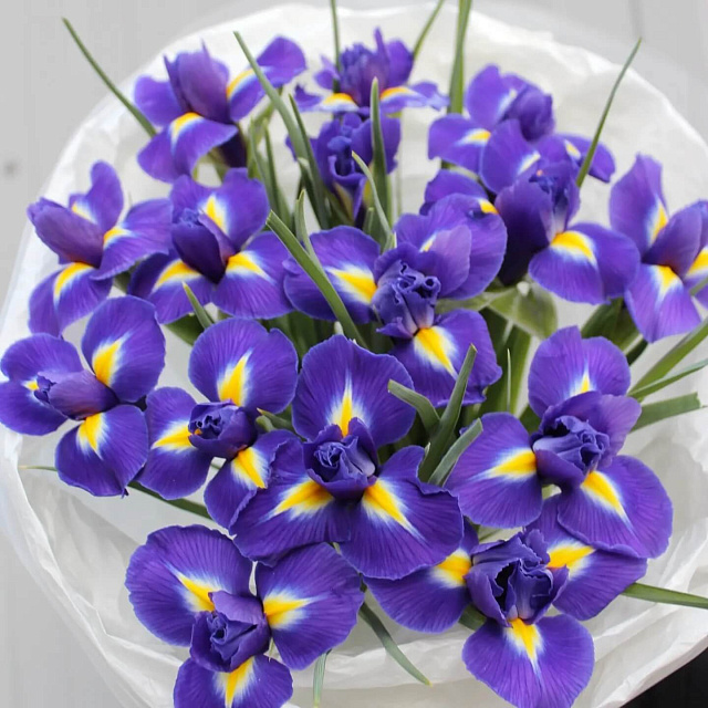 Цветы на праздник: Букет из 15 синих ирисов