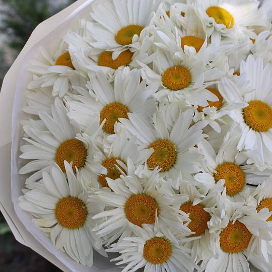 Букет из ромашек «Лето»