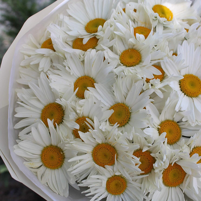 Цветы: Букет из ромашек «Лето»