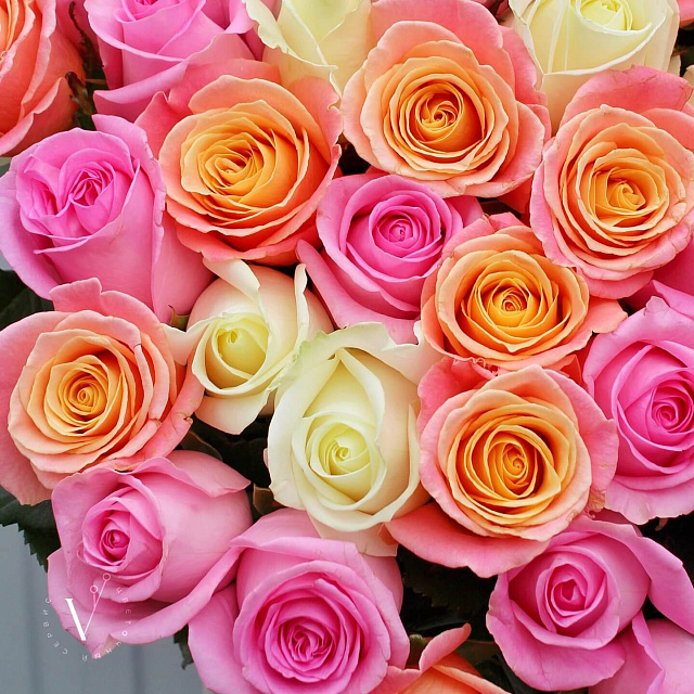 Цветы на день рождения: 51 роза микс